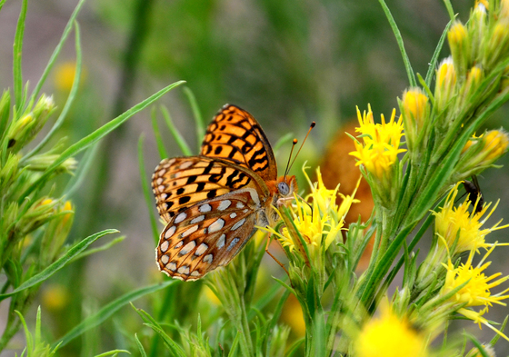 Platte River Wilderness, Medicine Bow National Forest