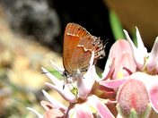 Sequoia National Park