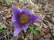wrangell ST. Elias National Park