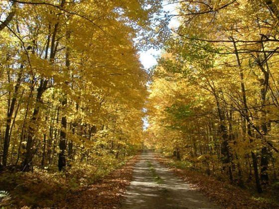 Chippewa Forest