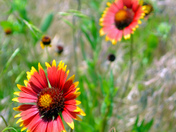 Wichita Mountain National Wildlife Refuge