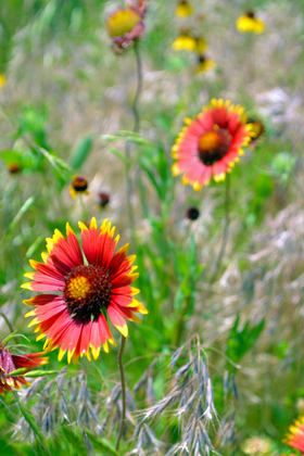 Wichita Mountain National Wildlife Refuge