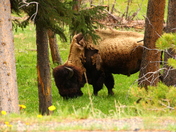 Yellowstone National Park