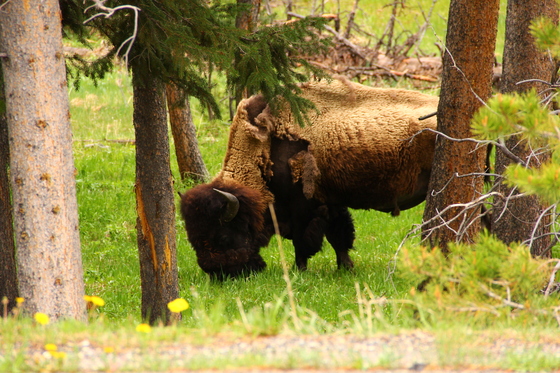 Yellowstone National Park