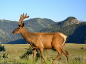 Gallatin National Forest