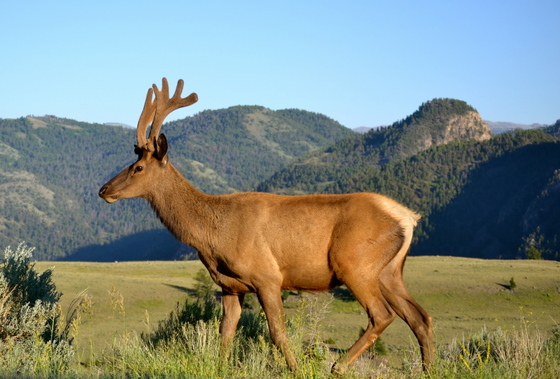 Gallatin National Forest