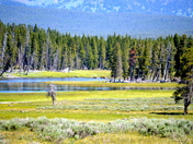 Yellowstone National Park