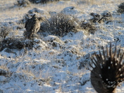 Speedway Lek, Pinedale Field Office BLM 