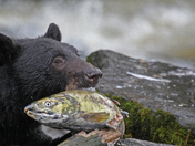 Glacier Bay National Park & Preserve
