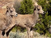 Colorado National Monument