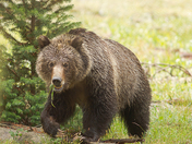 Grand Teton National Park