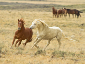 Bureau of Land Management