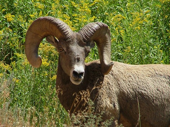 Dinosaur National Park