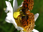 Siuslaw National Forest/ Marys Peak