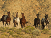 Bureau of Land Management. Rock Springs Resource Area