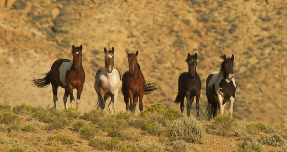 Bureau of Land Management. Rock Springs Resource Area