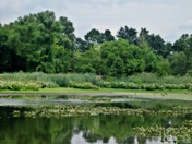 John Heinz National Wildlife Refuge