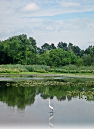 John Heinz National Wildlife Refuge