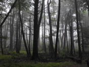 Shenandoah National Park