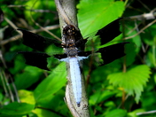Chickamauga and Chattanooga National Military Park