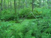 cowles bog/indiana dunes national lakeshore