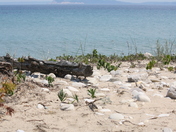 South Manitou Island/ Sleeping Bear Dunes