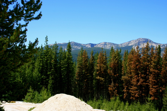 Payette national forest