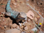 Tonto National Forest