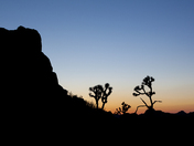 Joshua Tree National Park