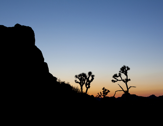 Joshua Tree National Park