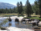Yosemite National Park