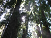 Redwood National Park