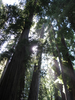Redwood National Park