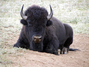 North Rim Grand Caynon