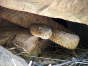 North Rim Grand Caynon
