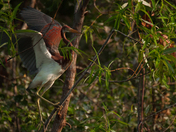 Pinckney Island - U.S. Fish and Wildlife Service