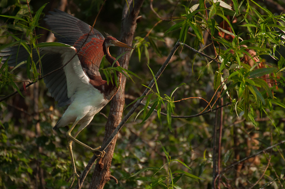 Pinckney Island - U.S. Fish and Wildlife Service