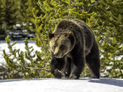 Yellowstone National park