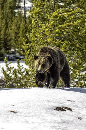 Yellowstone National park
