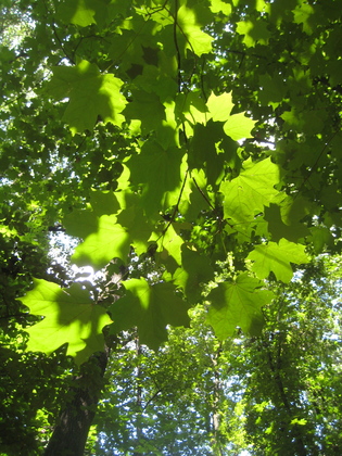 Rock Creek Park