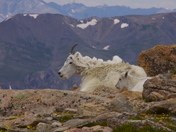 Arapaho and Roosevelt National Forests ~ Mount Evans