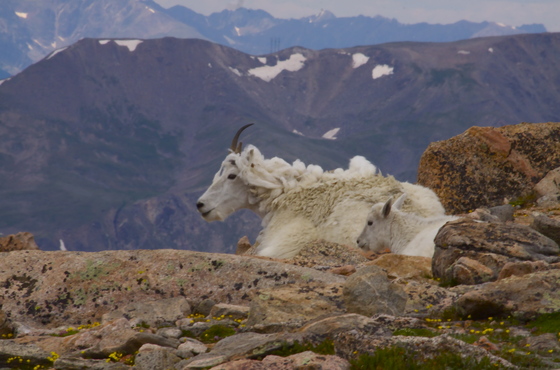 Arapaho and Roosevelt National Forests ~ Mount Evans