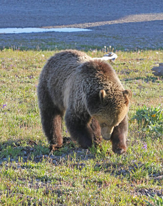 Yellowstone National Park