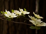 Yosemite National Park