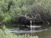 bridger-teton national forest