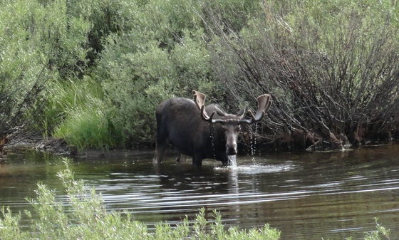 bridger-teton national forest