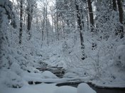 green mountain national forest