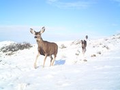Trappers Point/Pinedale, WY