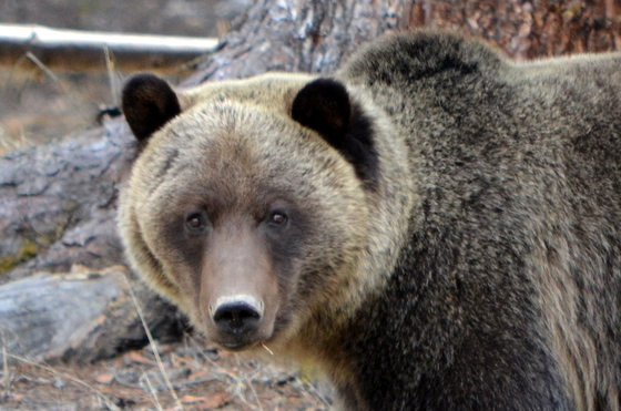 Yellowstone National Park