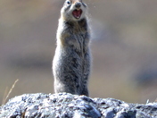Denali National Park